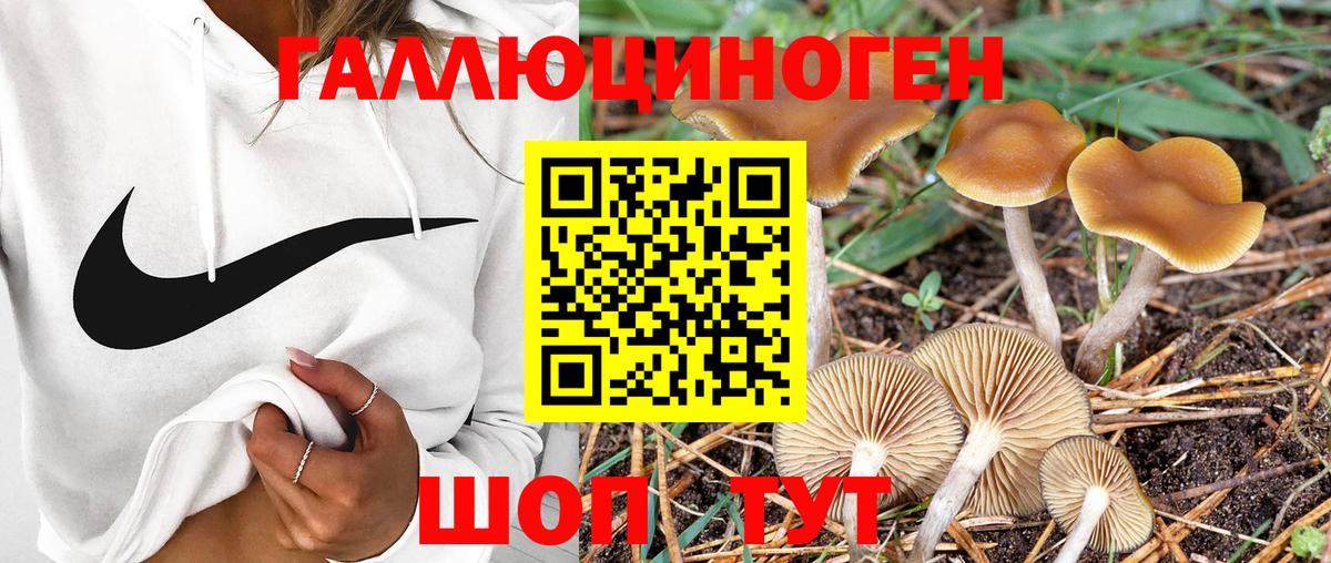 Псилоцибиновые грибы Psilocybe Богородск